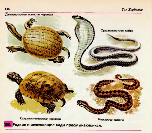 Многообразие пресмыкающихся