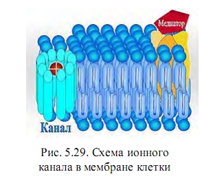 ионный канал