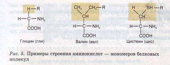 Строение аминокислот