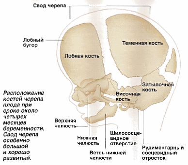 соединение кости человека