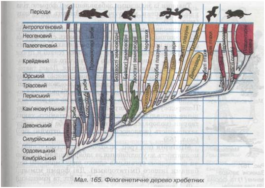 Філогенетичне дерево хребетних