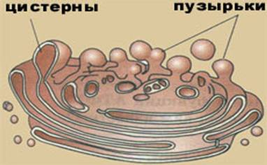 Апарат Гольджи