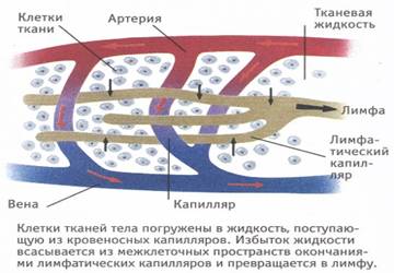 Внутрішнє середовище організму