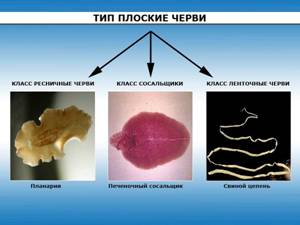 Класи плоски червів