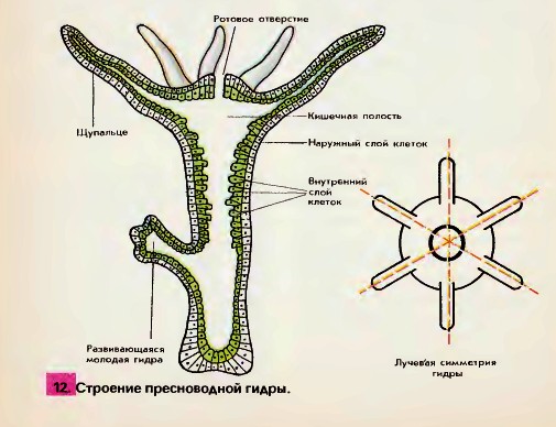 Строение пресноводной гидры