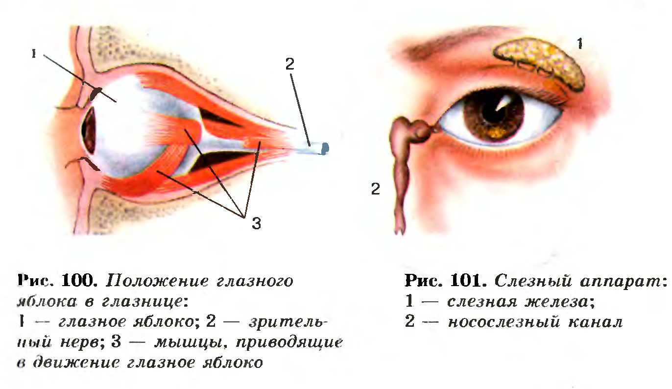 Положение и строение глаза.