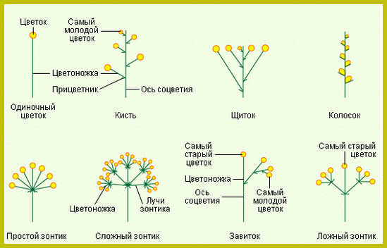 Розмноження насінних рослин