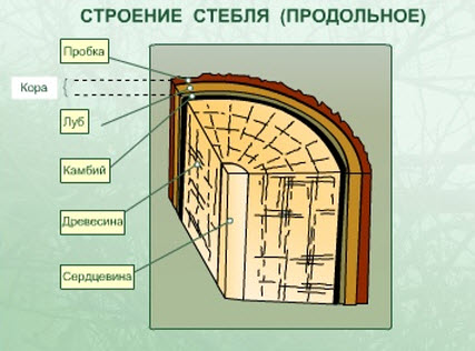 Повздовжня будова стебла