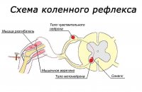 1273694629 skhema kolennogo refleksa1.jpg