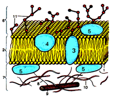 Bio10 15 4.gif