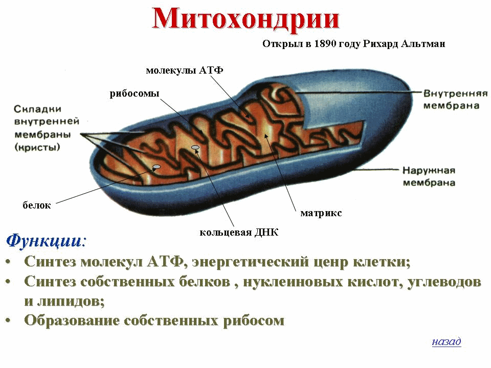 митохондрии