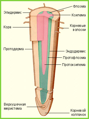 Загальна внутрішня будова кореня