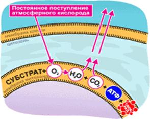 Bio10 17 5.jpg