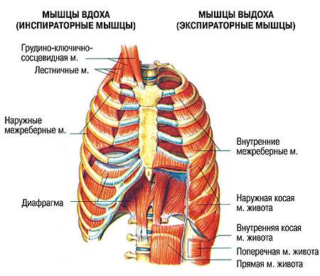 Мышцы вдоха и выдоха