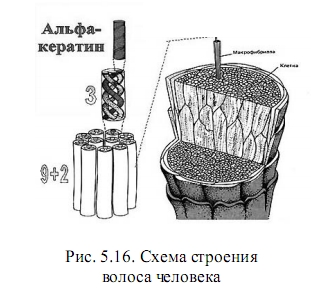 волос