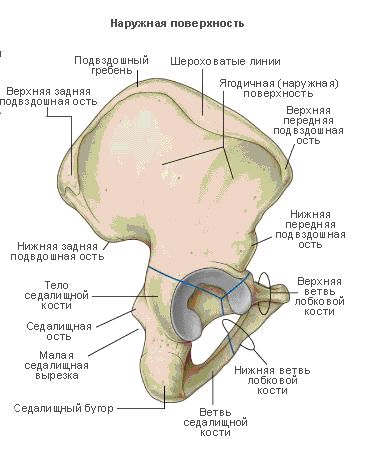 скелет