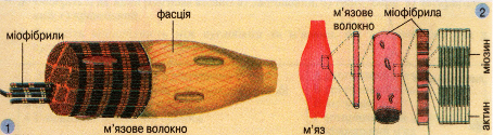 Загальна будова скелетного м'яза (1),схематична будова м'яза (2)