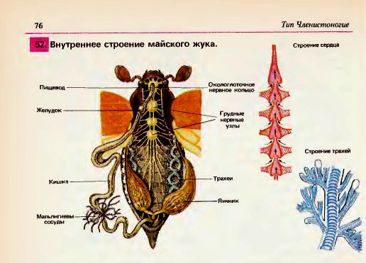 Внутреннее строение майского жука