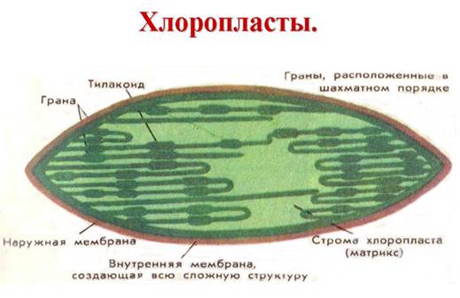 Хлоропласти