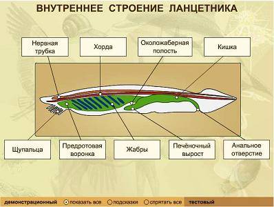 Внутрішня будова ланцетника