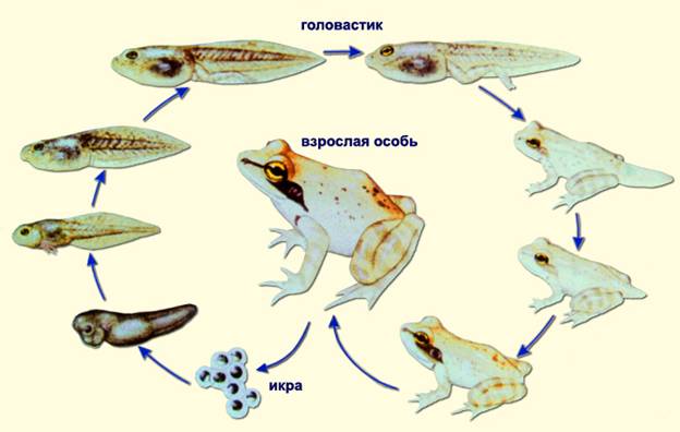 Метаморфоз жаби.