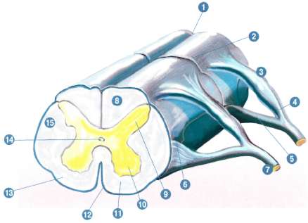 Спинной мозг в разрезе. фото