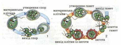 Нестатеве (1) і статеве (2) розмноження хламідомонади. фото