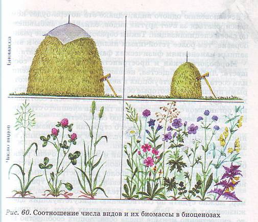 Видовое разнообразие.