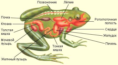 Внутрішня будова жаби