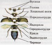 Зовнішня будова комах