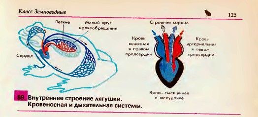 Внутреннее строение лягушки