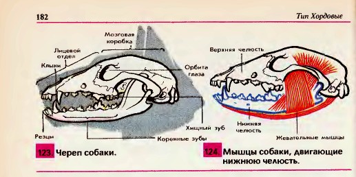 Череп собаки