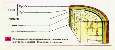 Строение стебля