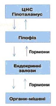 Гуморальна система організму