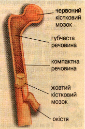 Внутрішня будова трубчастої кістки