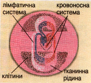 Внутрішнє рідке середовище організму