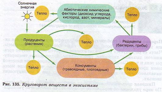 Круговорот веществ