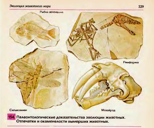 Палеонтологические доказательства эволюции