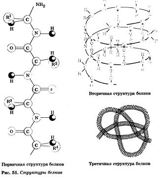 белок