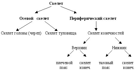 скелет