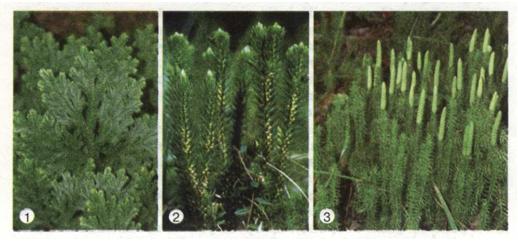 Різноманітні плауноподібні: 1 - селагінела; 2 - баранець; 3- плаун річний. фото