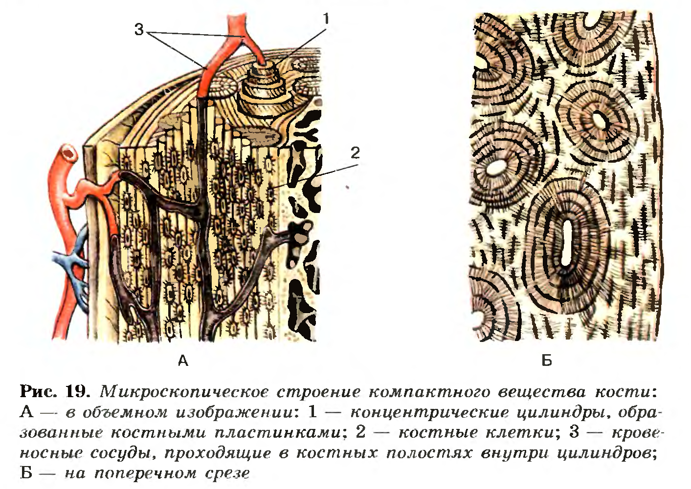 Строение вещества кости