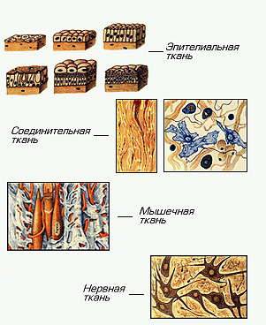 Тканини людини