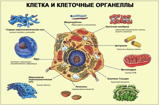 Клетки – основа клеточного  уровня