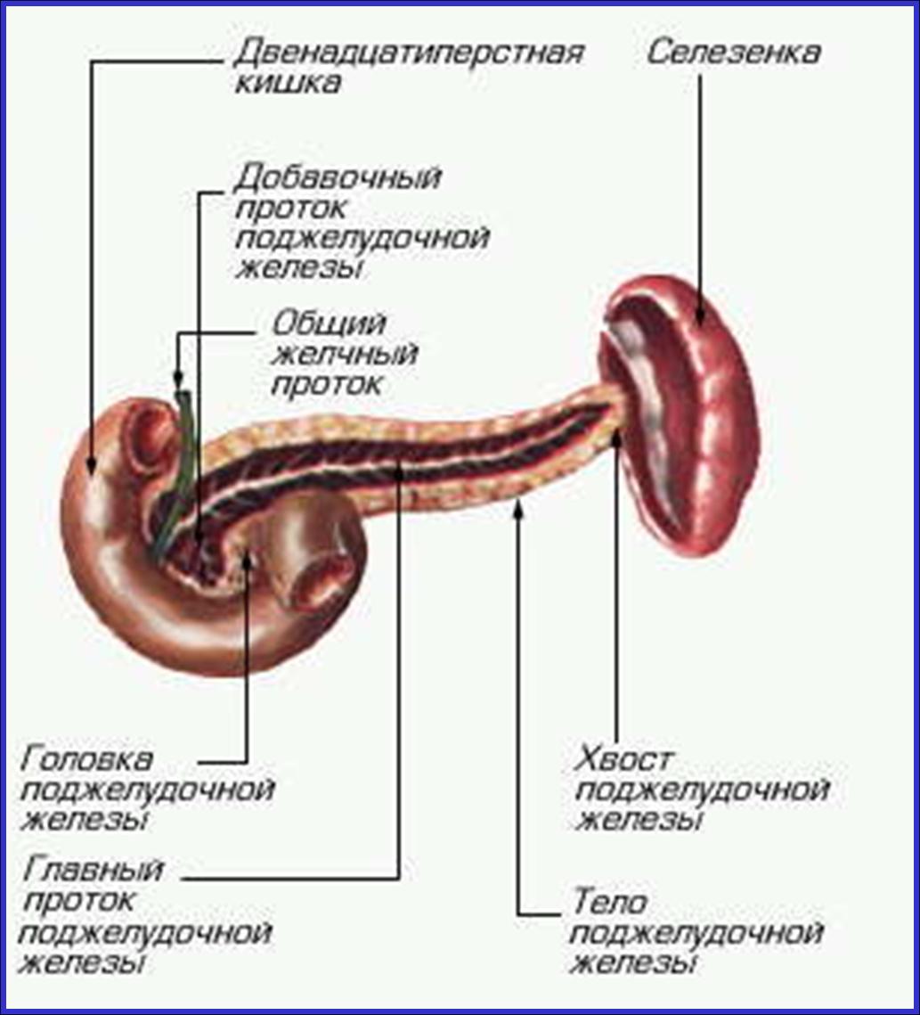 строение поджелудочной железы. фото