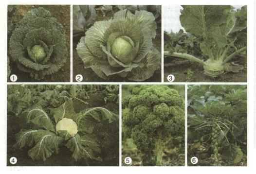 Види капусти, які культивує людина: савойська (1), білоголовкова (2), кольрабі (3), цвітна (4), броколі (5), брюссельська (6). фото