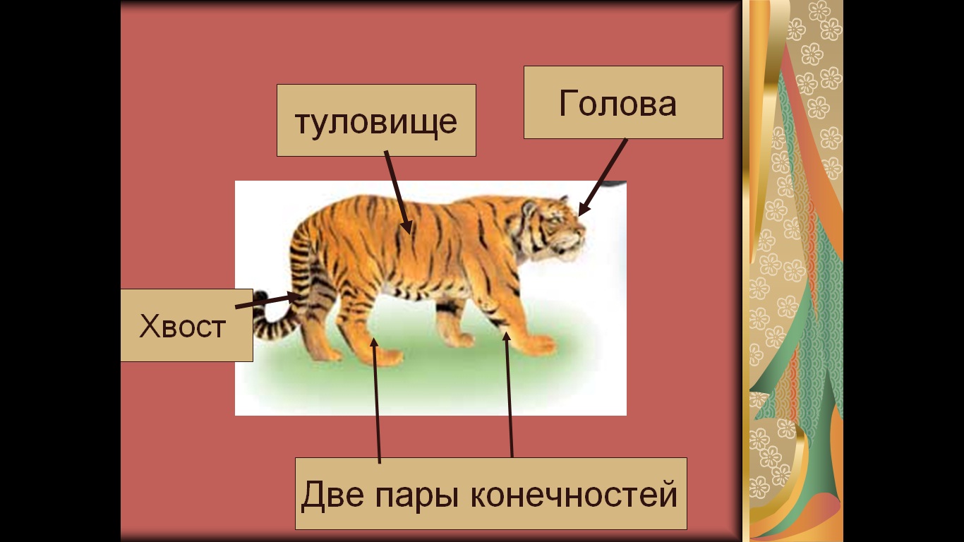 строение млекопитающих