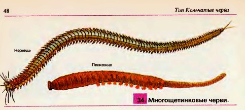 Многощетинковые черви