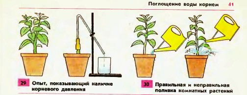 Поглощение воды корнем