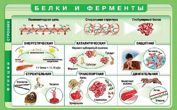 Білки і ферменти та їх функції